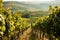 Sunlit Vineyard Rows in Rolling Hills, AI Generated