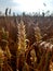 A sunlit wheat field