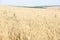 Sunlit wheat field with blue sky