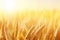 Sunlit Wheat Field Gleams In Its Golden Glory