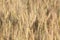 Sunlit wheat field ready for harvesting