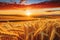 Sunlit wheat field shines among the captivating colors of the rising sun. Golden hour of calm