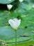 Sunlit Whispers: The Radiant Beauty of White Flowers