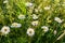 Sunlit white chamomiles on a green summer meadow. Selective focus. Top view.