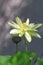 Sunlit white and dried water lilies on stems with leaves and shadows