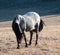 Sunlit Wild Horse Blue Roan colored Band Stallion on Sykes Ridge above Teacup Bowl in the Pryor Mountains in Montana â€“ Wyoming