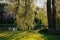 sunlit willow branch with leaves