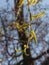 Sunlit willow catkins on a branch