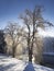 Sunlit Willow Trees in the Snow Near a Pond