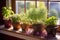 sunlit windowsill with various microgreens in small pots