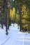 Sunlit Winter Road in Forest