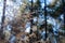 Sunlit Wintered Wildflowers in the Forest