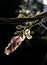 Sunlit wisteria flower