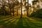 Sunlit woodland in autumn with distant figures