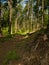 Sunlit woodland in Hathersage Booths