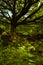 Sunlit woodland in Hathersage Booths