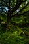 Sunlit woodland in Hathersage Booths