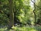 A sunlit woodland scene with light shining on the leaves and trees with the ground carpeted by springtime bluebells