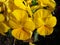 Sunlit Yellow Pansy Flowers