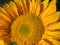 Sunlit Yellow Sunflower in July