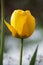 Sunlit yellow tulip