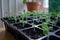 Sunlit young green seedlings growing in a tray of black starter pots, symbolizing early growth and the beginnings of gardening.