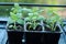 Sunlit young green seedlings growing in a tray of black starter pots, symbolizing early growth and the beginnings of gardening.