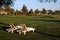 Sunloungers on golf court