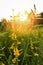 Sunn hemp (Crotalaria juncea)