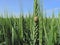 Sunn pest (Eurygaster maura) on the wheat ear.