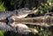 Sunning alligator reflection in blackwater swamp