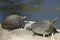 Sunning Turtles near Wilmington North Carolina