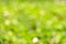 Sunny abstract green nature background