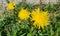 Sunny Afternoon Dandelions