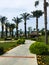 Sunny alley with palm trees