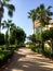 Sunny alley with palm trees