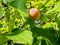 Sunny apple tree branch with red fruits