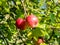 Sunny apple tree branch with red fruits