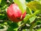 Sunny apple tree branch with red fruits