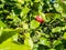 Sunny apple tree branch with red fruits