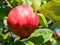 Sunny apple tree branch with red fruits