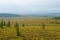 Sunny August day in the Yamal tundra. Polar region, Russia