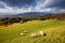 Sunny autumn alpine view with flock of sheeps