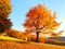 Sunny autumn. Natural landscape. Rural scenery with mountains, forests and fields. There is a lonely lush tree on the lawn covered