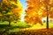 Sunny autumn nature landscape. Bright clear day in autumn park. Yellow trees in green meadow. Scenic Fall