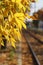 Sunny autumn near a railroad