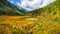 Sunny autumn swamp. Swampy backwater of mountain lake. Yellow atmospheric natural background of highlands