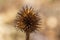 Sunny autumn view of a dry purple coneflower seed head