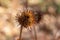 Sunny autumn view of dry purple coneflower seed heads