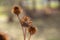 Sunny autumn view of dry purple coneflower seed heads